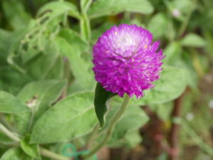 Pretty flower
