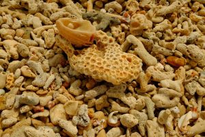 Shells on the Beach at Koh Lanta