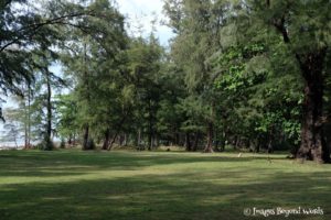 A walk back among the trees where it was cooler
