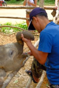 Hand feeding a 3 month old baby elephant 