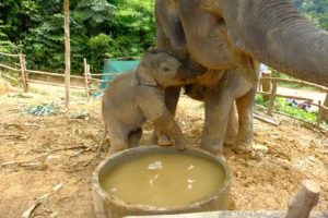 3 month old baby elephant 