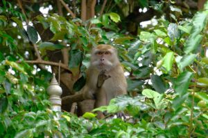 A monkey troop at the side of the road