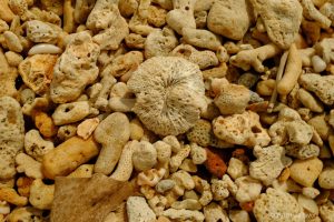 Shells on the Beach at Koh Lanta