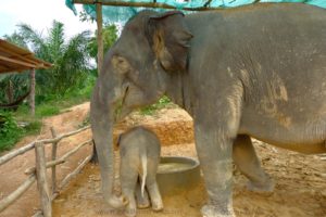 3 month old baby elephant 