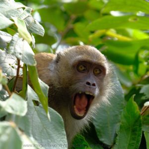 A monkey troop at the side of the road