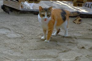 A little friend came to watch