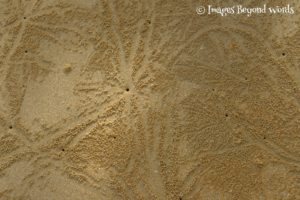 There are hundreds of little crabs that live in holes in the sand and make little 'roadways'