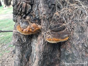 Here's a picture of fungi found on one of the Pine Trees