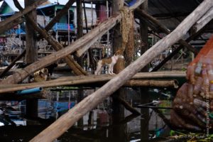 A villager, At the Floating village at Kampong Phluk, Cambodia 