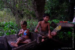 In the mangroves, at the Floating village at Kampong Phluk, Cambodia 