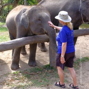 The baby elephant 