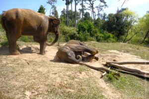 Dust bath time