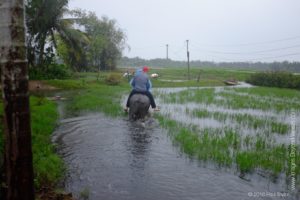 Trey riding a Water Buffalo in the rain!