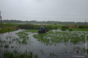 Trey riding a Water Buffalo in the rain!