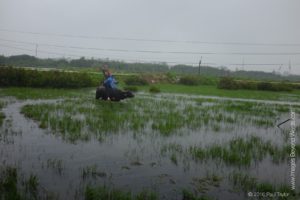 Trey riding a Water Buffalo in the rain!