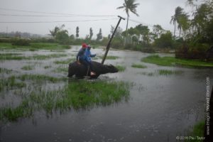 Trey riding a Water Buffalo in the rain!