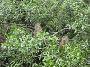 Monkeys in the trees