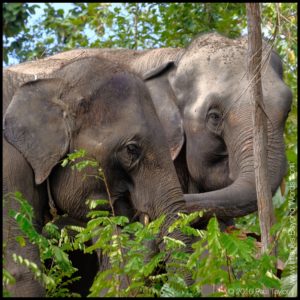 Asian Elephants at Chiangmai Mai Elephant Sanctuary.