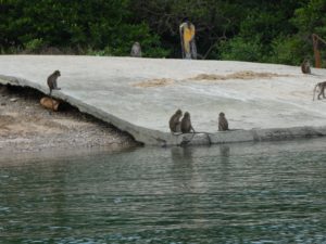 Monkeys playing