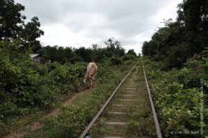 A cow beside the Bamboo Train, Battambang.