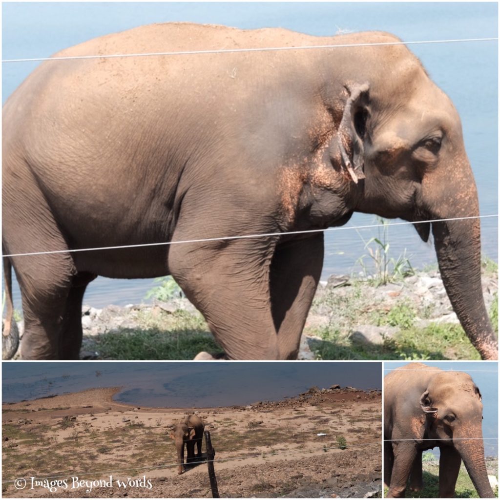 Our first sighting of elephants