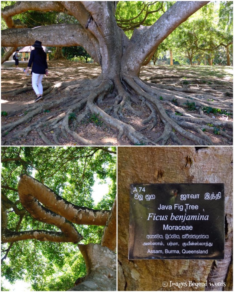 The Royal Botanical Gardens, Kandy