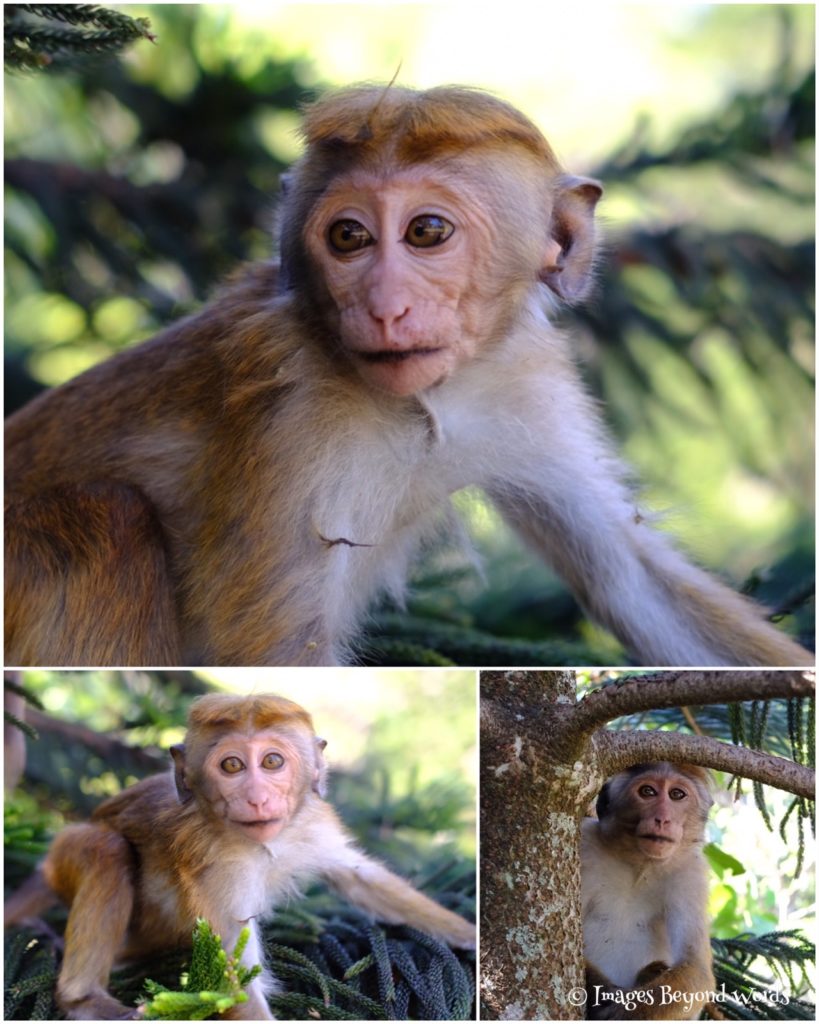 Monkeys The Royal Botanical Gardens, Kandy