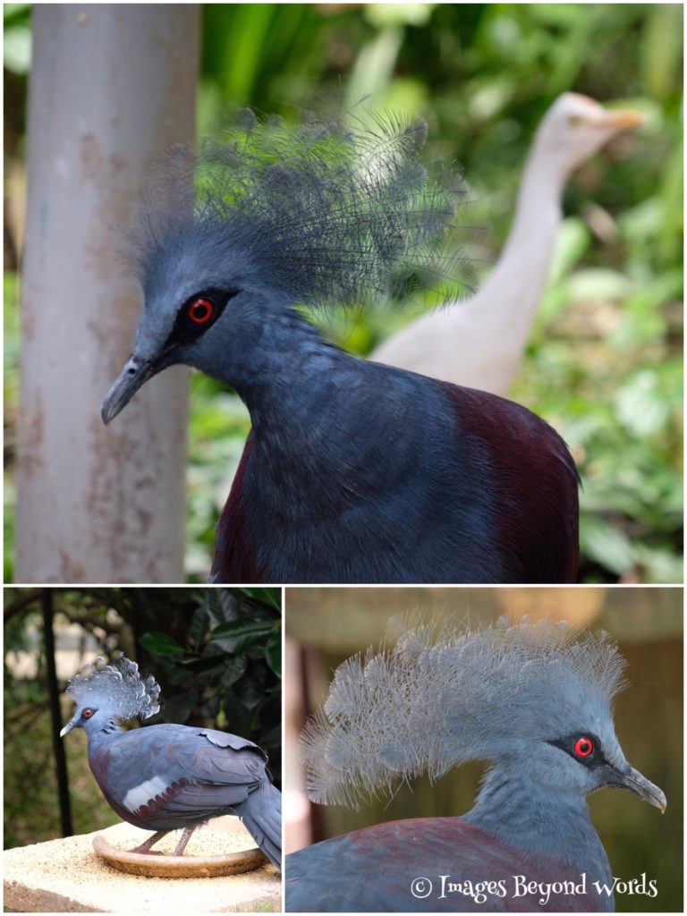  The Bird Park Kuala Lumpur.