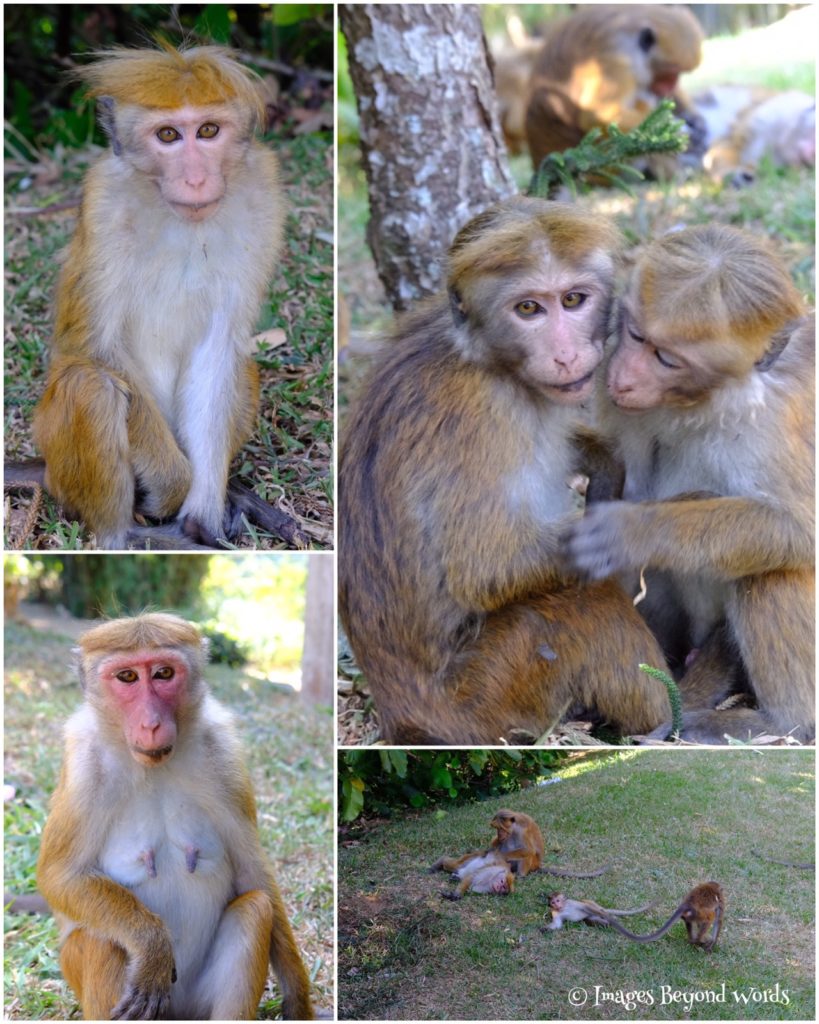 Monkeys The Royal Botanical Gardens, Kandy