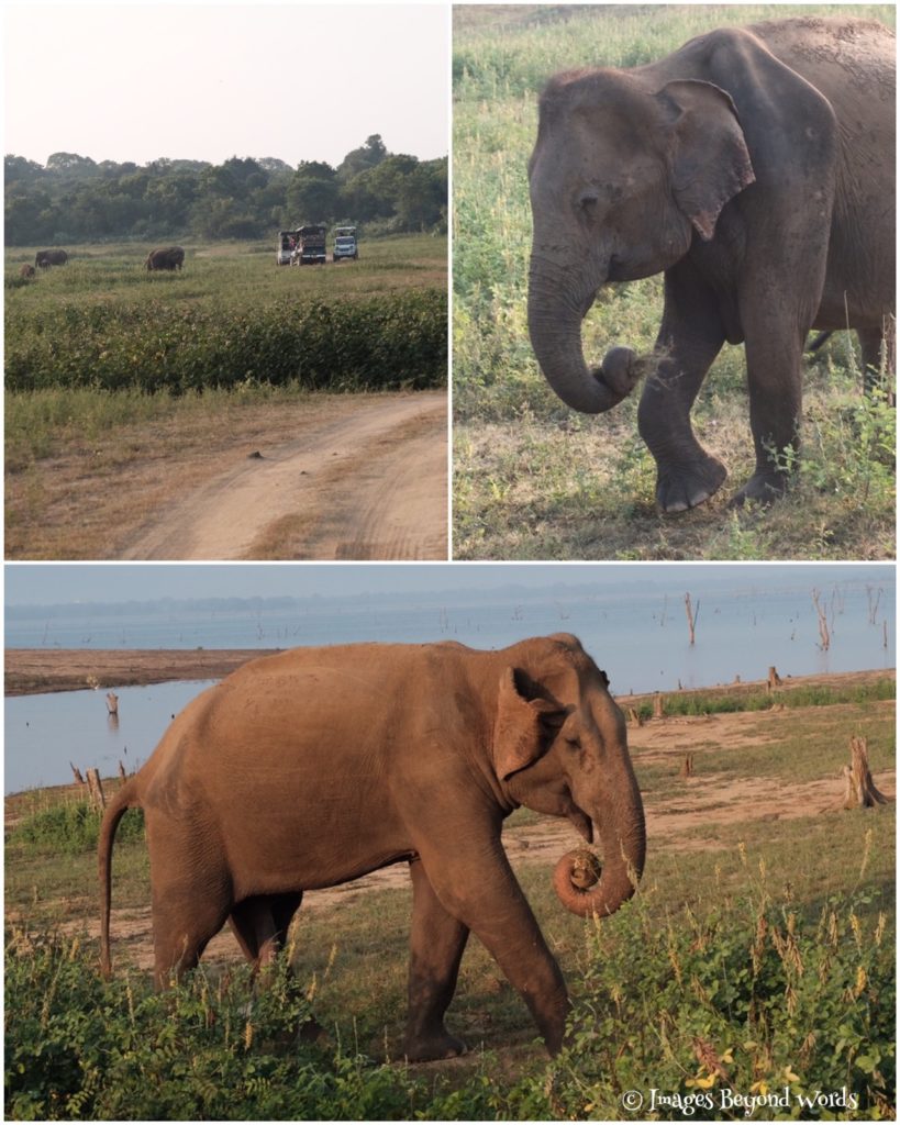 Elephant at Uda Walawe National Park