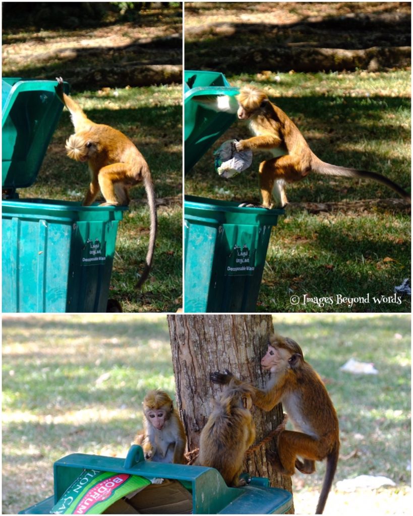 Monkeys at the Royal Botanical Gardens, Kandy