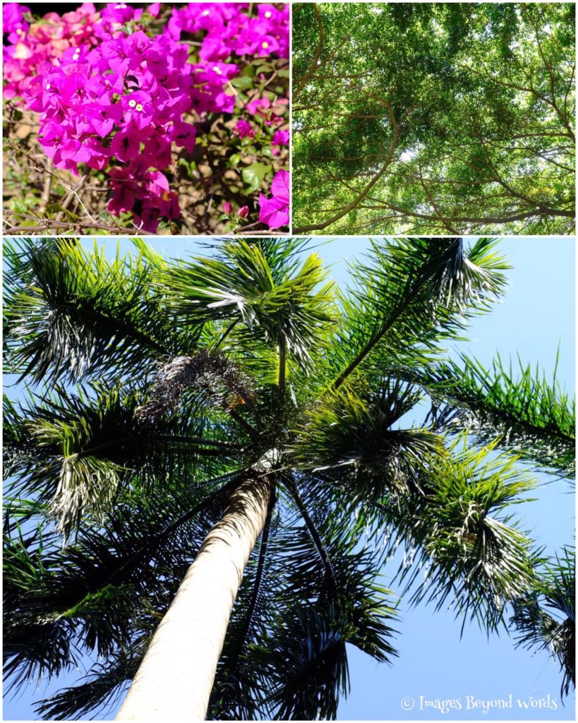The Royal Botanical Gardens, Kandy