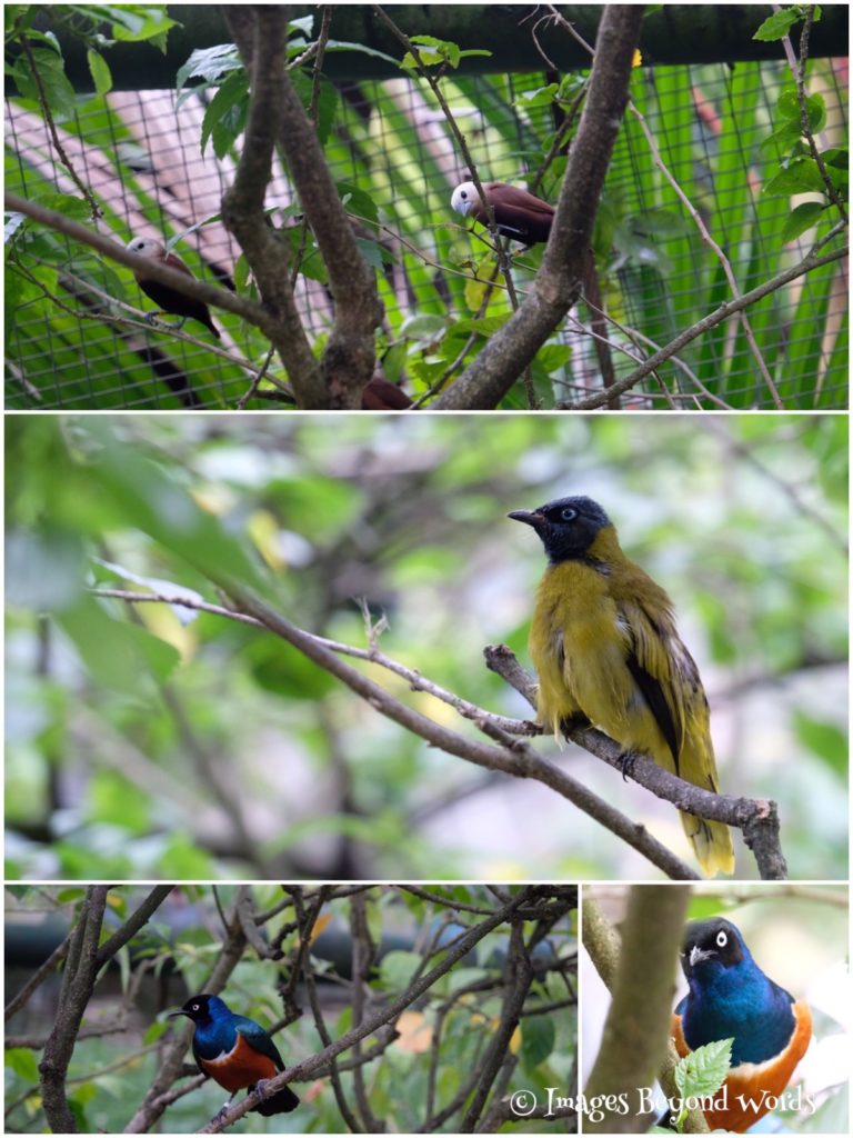  The Bird Park Kuala Lumpur.