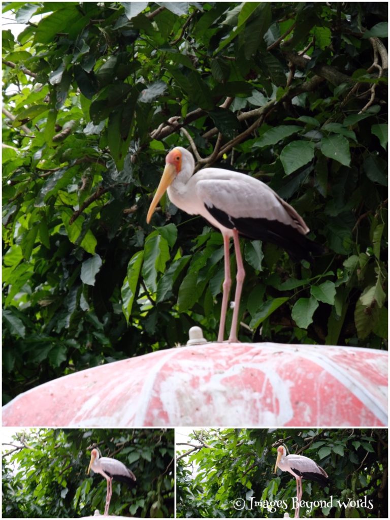  The Bird Park Kuala Lumpur.