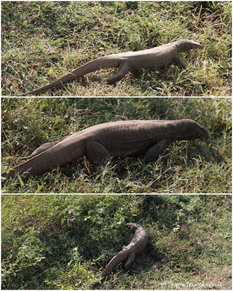 Uda Walawe National Park