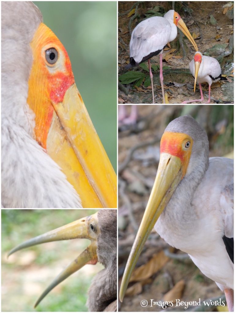  The Bird Park Kuala Lumpur.