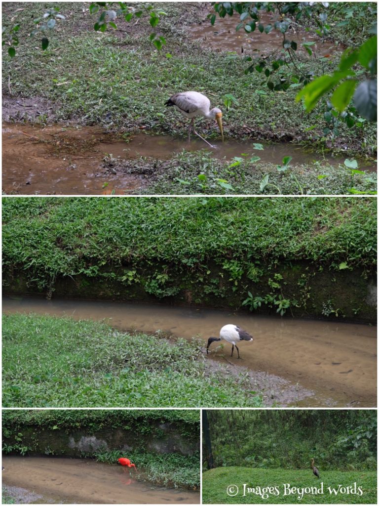  The Bird Park Kuala Lumpur.