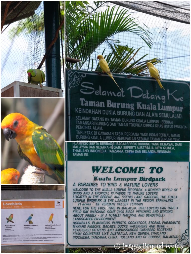 The Bird Park Kuala Lumpur.