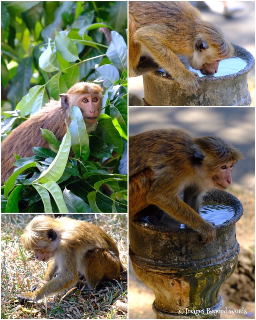 Monkeys at the Royal Botanical Gardens, Kandy