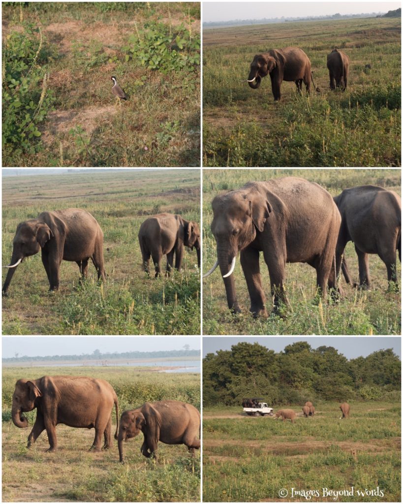 Uda Walawe National Park