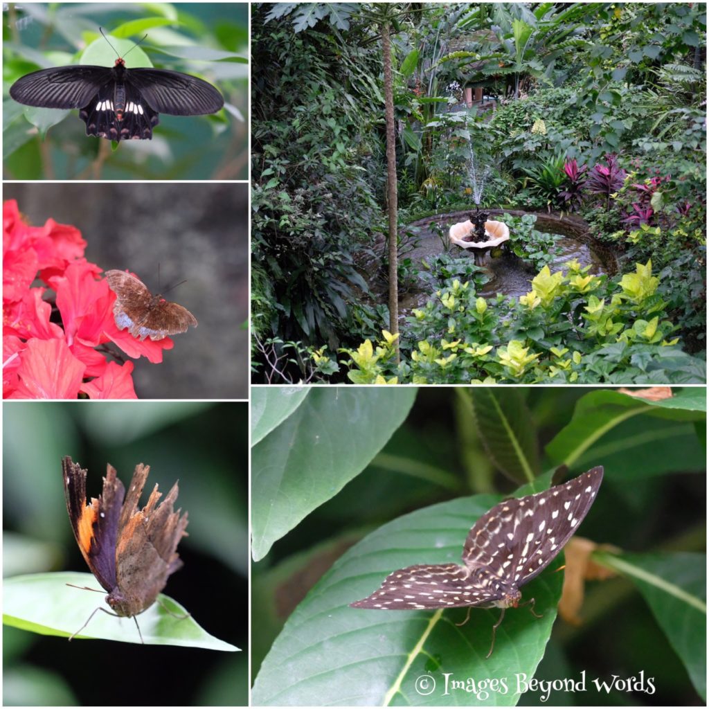 The Butterfly Park. Kuala Lumpur.