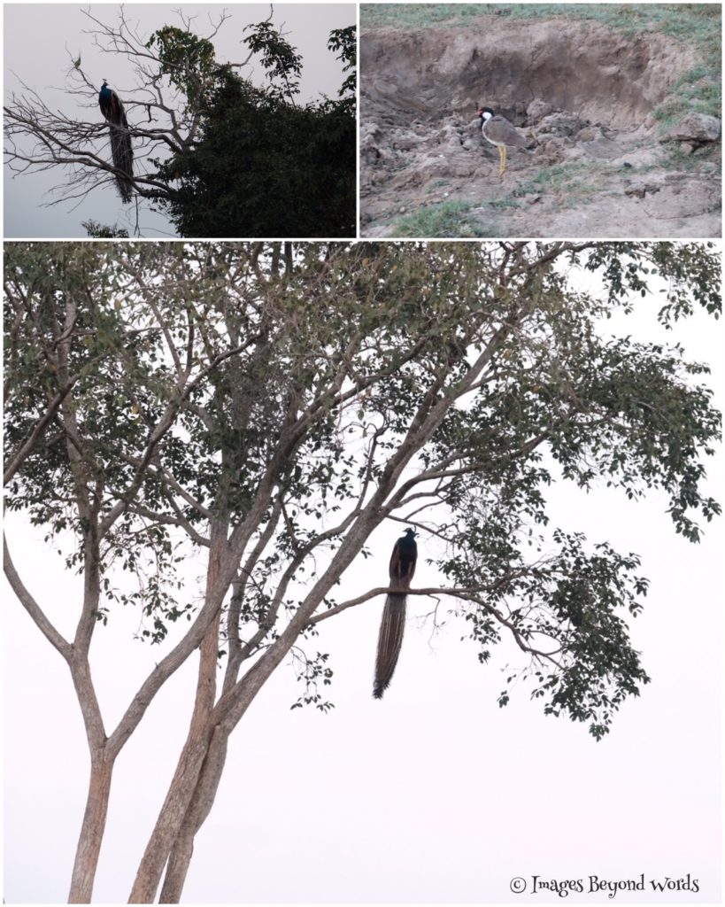 Uda Walawe National Park