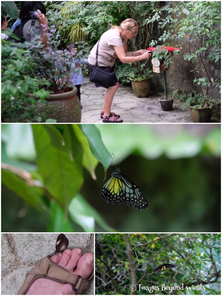 The Butterfly Park. Kuala Lumpur.