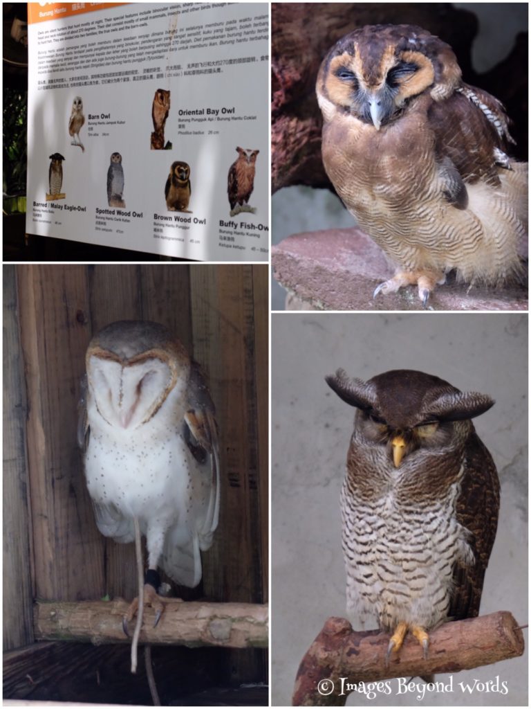  The Bird Park Kuala Lumpur.