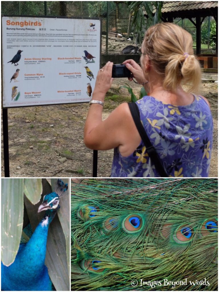  The Bird Park Kuala Lumpur.