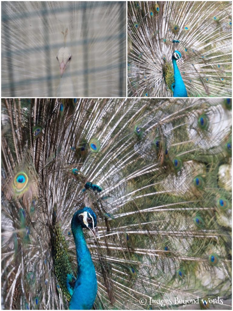 Peacocks, The Bird Park Kuala Lumpur.