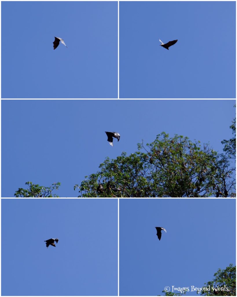 Fruit Bats The Royal Botanical Gardens, Kandy