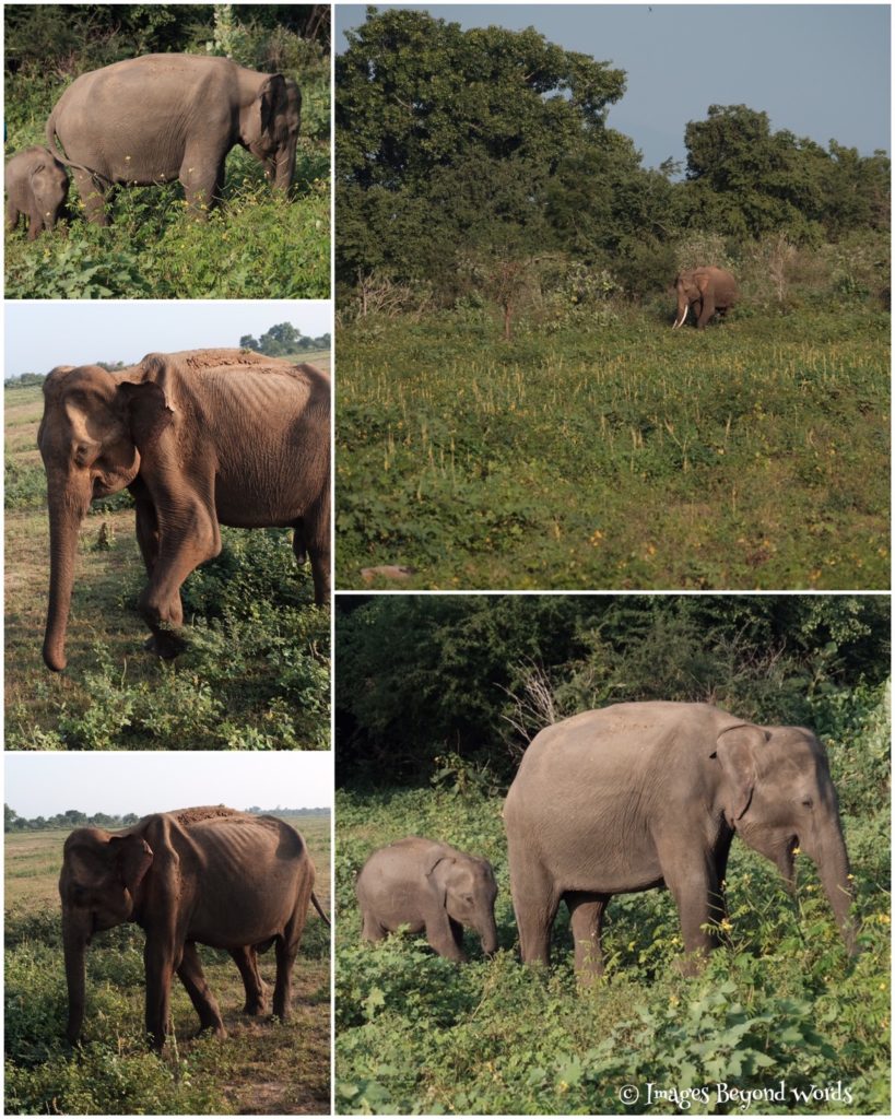 Elephant at Uda Walawe National Park