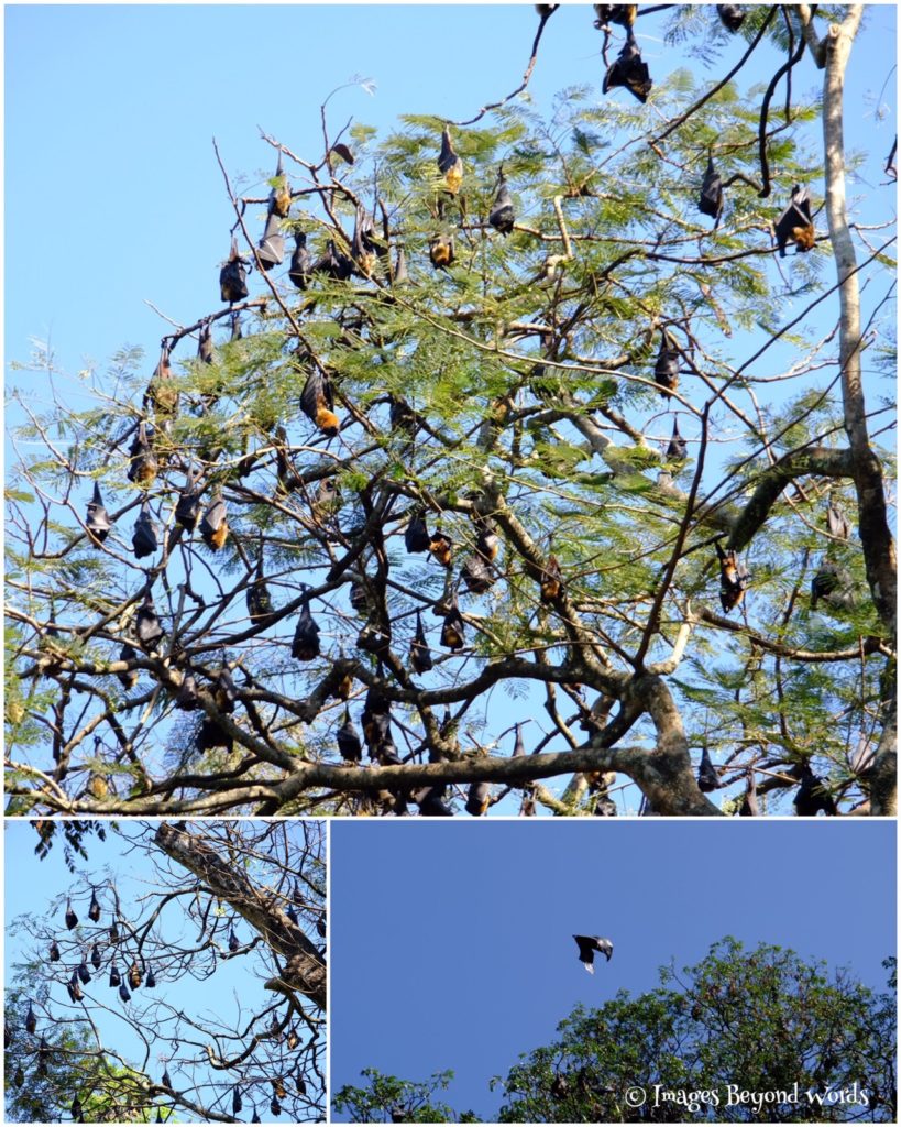 Fruit Bats The Royal Botanical Gardens, Kandy