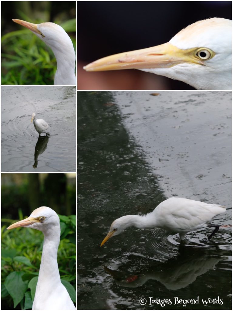 Little Egret, The Bird Park Kuala Lumpur.